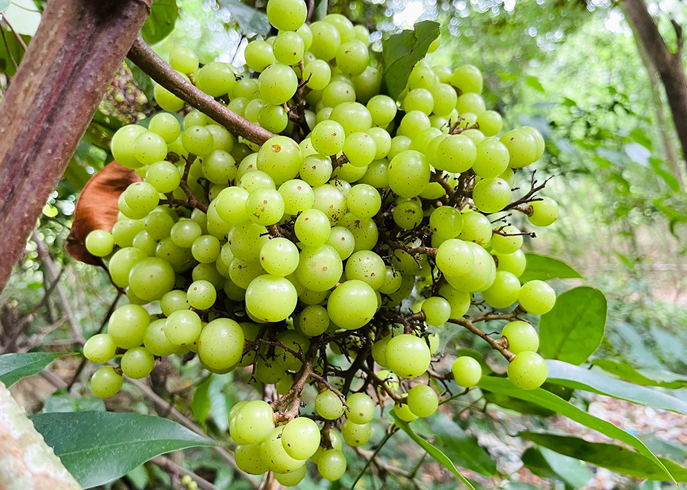 An Giang: Mộc mạc suối Ô Đá
