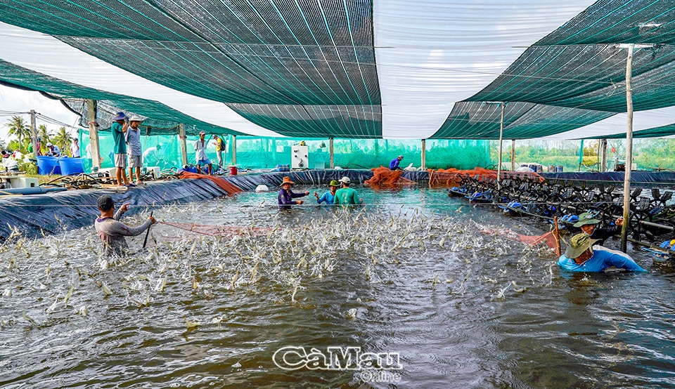 Cà Mau: Ðịnh hình chuỗi liên kết ngành tôm - Bài 1: Niềm tin và xu hướng bền vững