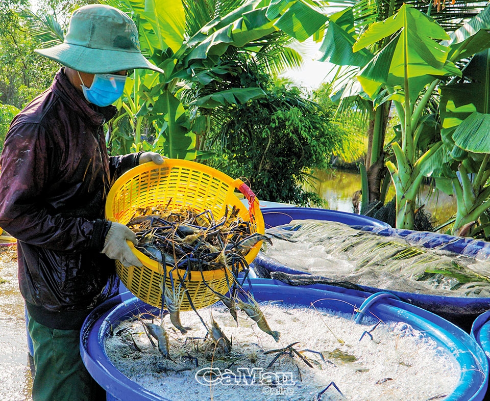 Cà Mau: Nông sản sạch - cơ hội lớn
