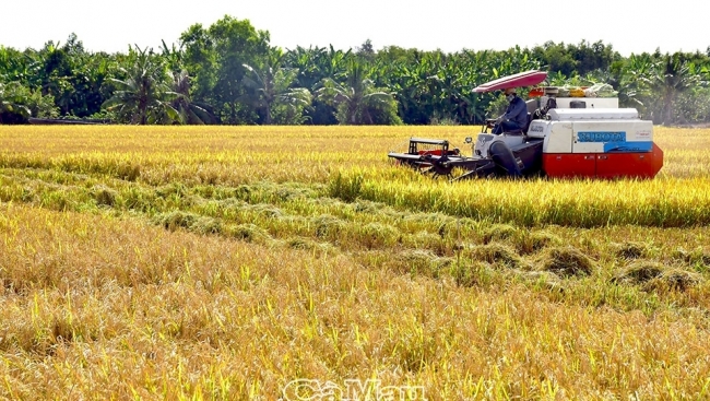 Cà Mau: Cần ưu tiên đầu tư hạ tầng sản xuất nông nghiệp