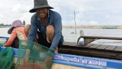 An Giang: Ngư dân đầu nguồn biên giới Tân Châu trúng mùa thủy sản mùa nước nổi