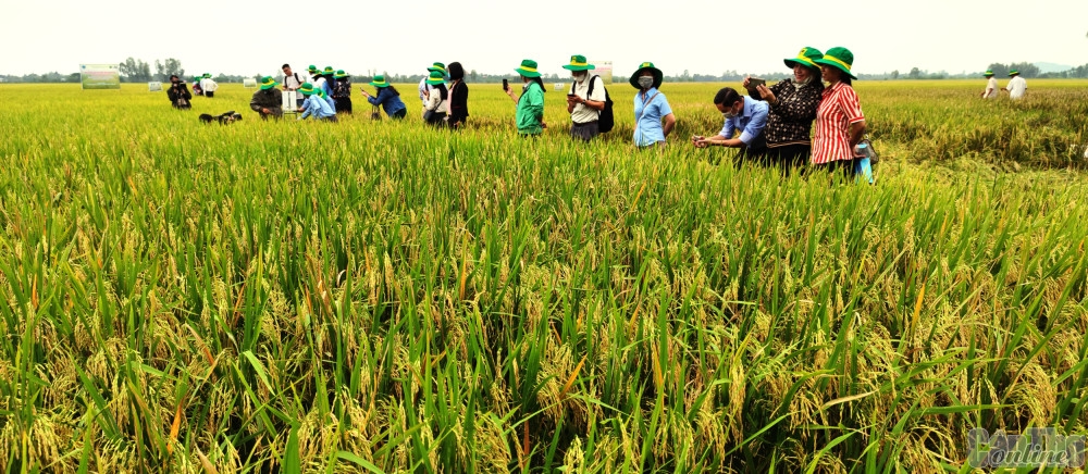 Cần Thơ: Hỗ trợ nông dân sản xuất lúa gạo bền vững, đạt chuẩn quốc tế