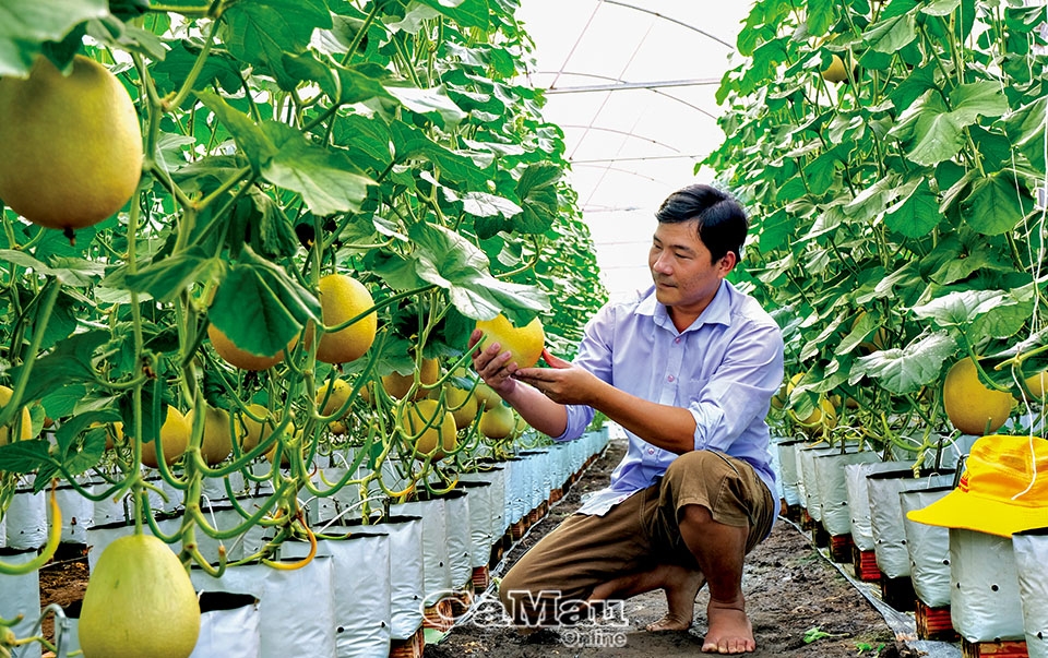 Cà Mau: Vườn trái cây “khó tính” nơi vùng ven