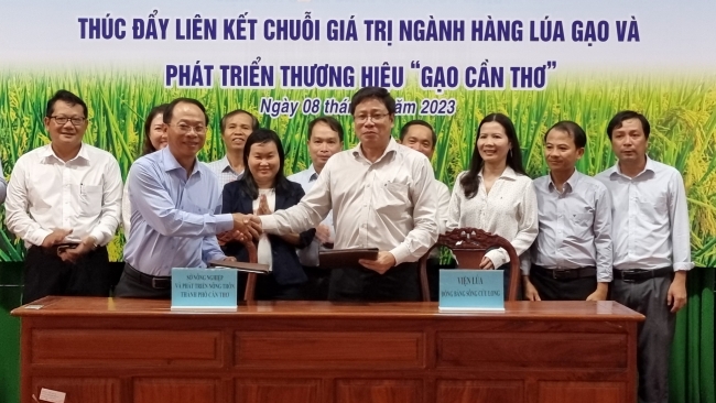 Cần Thơ: Thúc đẩy liên kết chuỗi giá trị ngành hàng lúa gạo và phát triển thương hiệu gạo