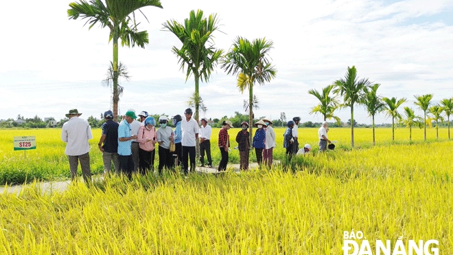Đà Nẵng: Nâng cao hiệu quả sản xuất nông nghiệp