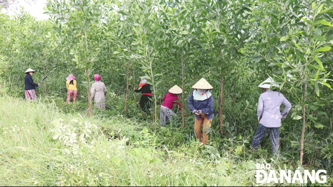 Đà Nẵng: Khấm khá lên nhờ cây keo lá tràm