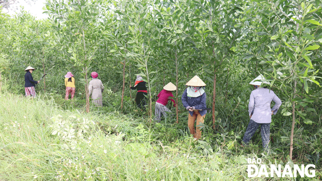 Một buổi chăm sóc vườn keo lá tràm của phụ nữ thuộc Tổ dịch vụ cây keo lá tràm thôn Nam Thành, xã Hòa Phong. Ảnh: TRẦN TRÚC