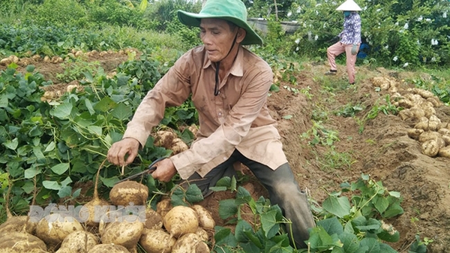Bến Tre: Nông dân Thừa Đức trồng củ sắn đạt hiệu quả cao
