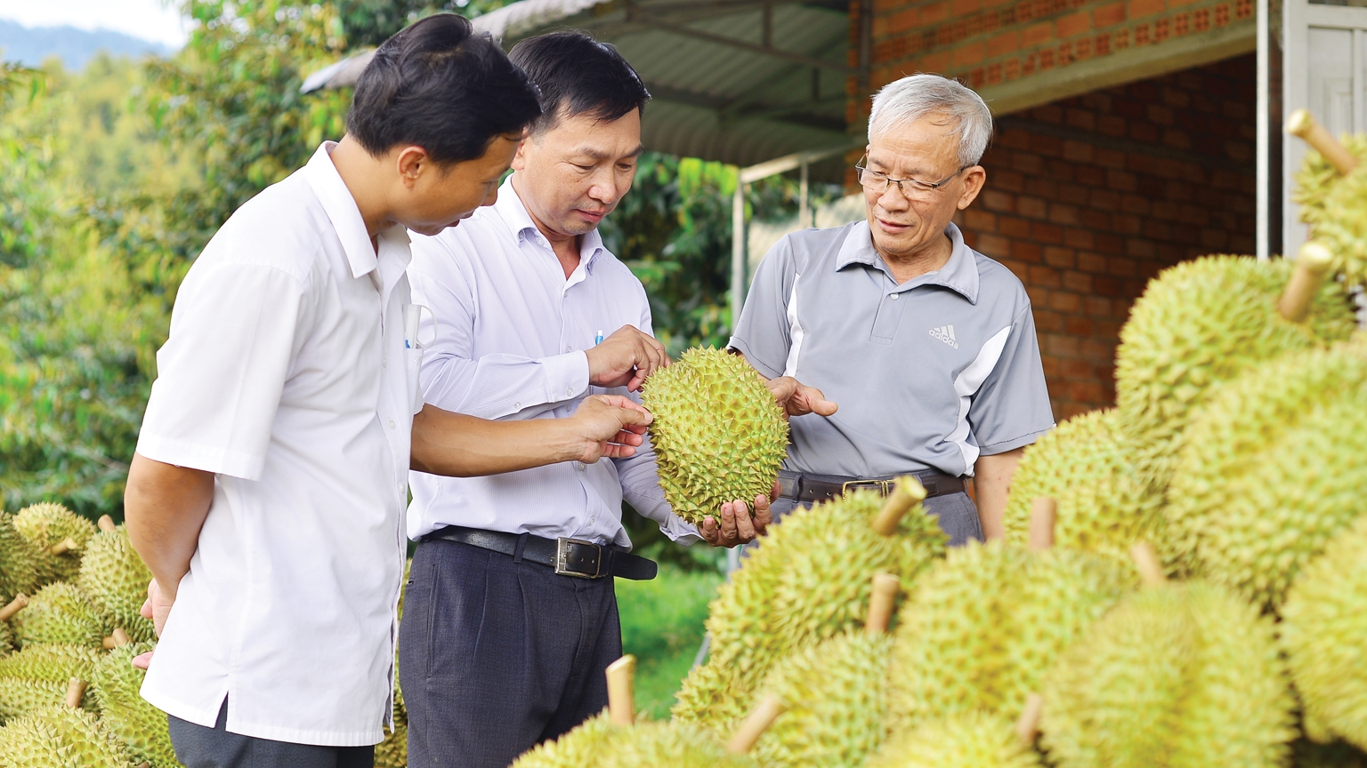 Lâm Đồng: Phát triển sầu riêng theo hướng an toàn và bền vững