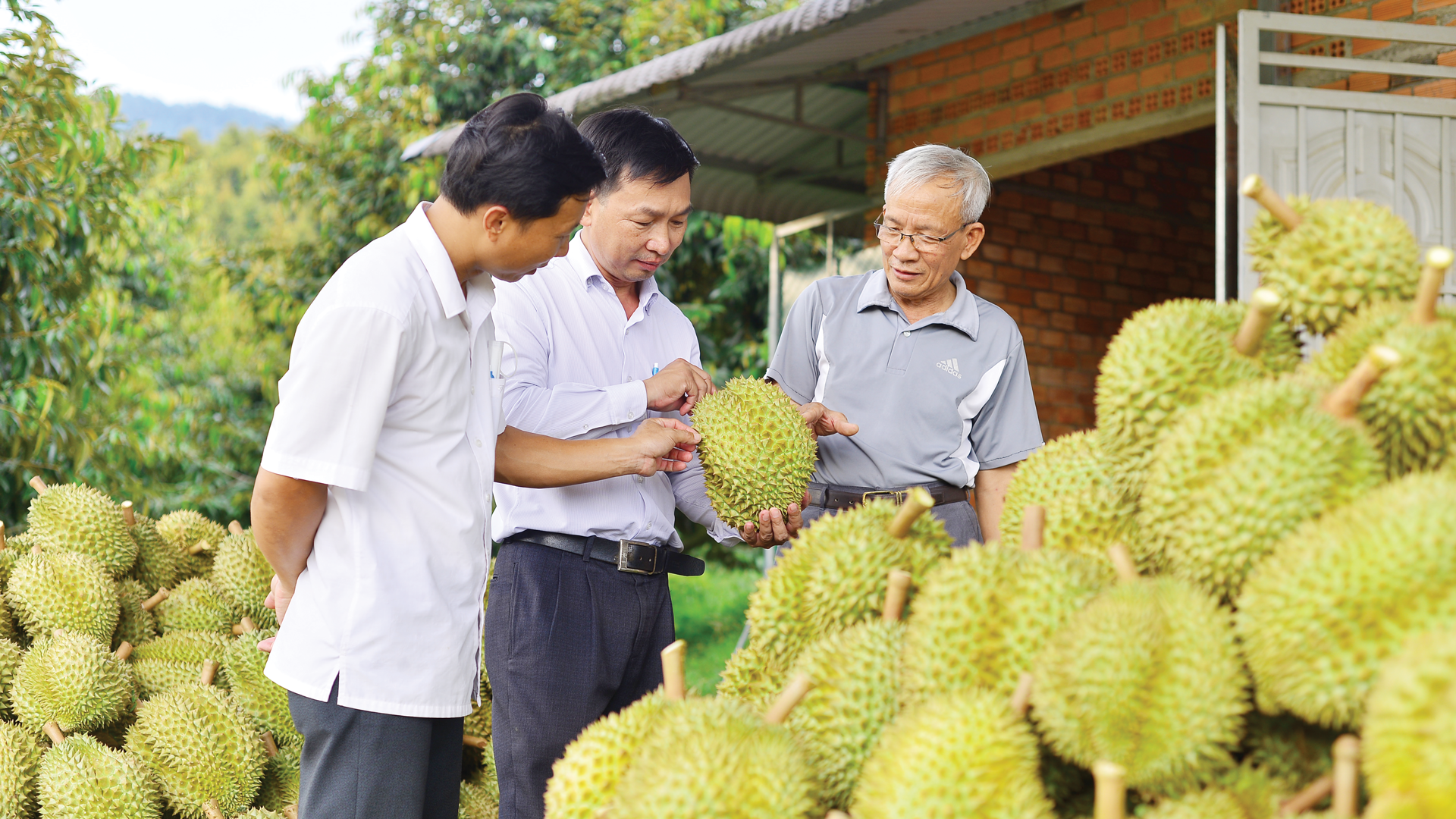 HTX Nông nghiệp Đạ M’ri với sản phẩm sầu riêng sạch nổi tiếng đem lại thu nhập cao cho bà con Nhân dân