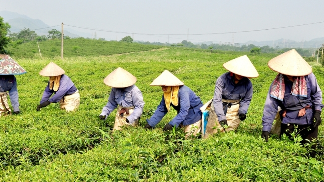 Hà Giang: Phát triển bền vững Danh trà Hùng An