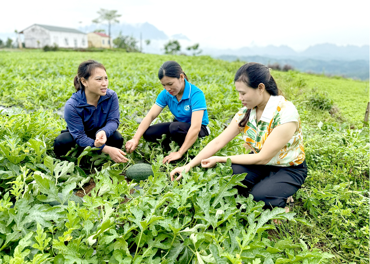 Hà Giang: Nông dân Bắc Quang thi đua sản xuất, phát triển kinh tế