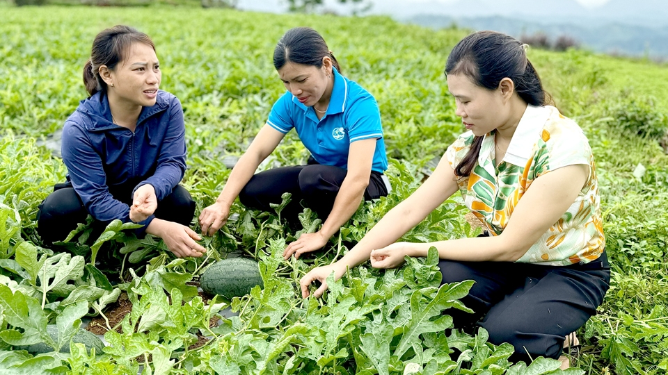 Hà Giang: Nông dân Bắc Quang thi đua sản xuất, phát triển kinh tế