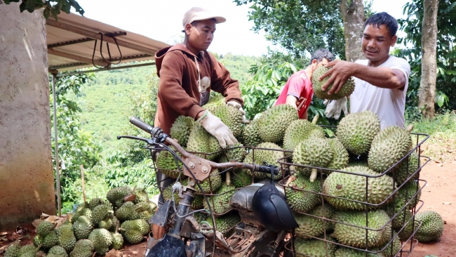 Lâm Đồng: Di Linh phát triển sầu riêng theo hướng bền vững