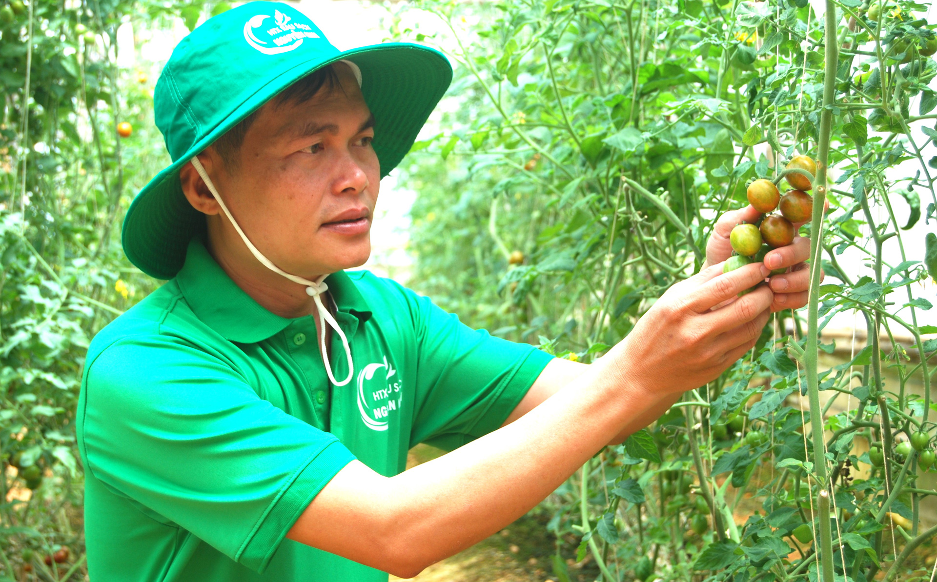 Lâm Đồng: Khi Hội Nông dân phát triển kinh tế tập thể