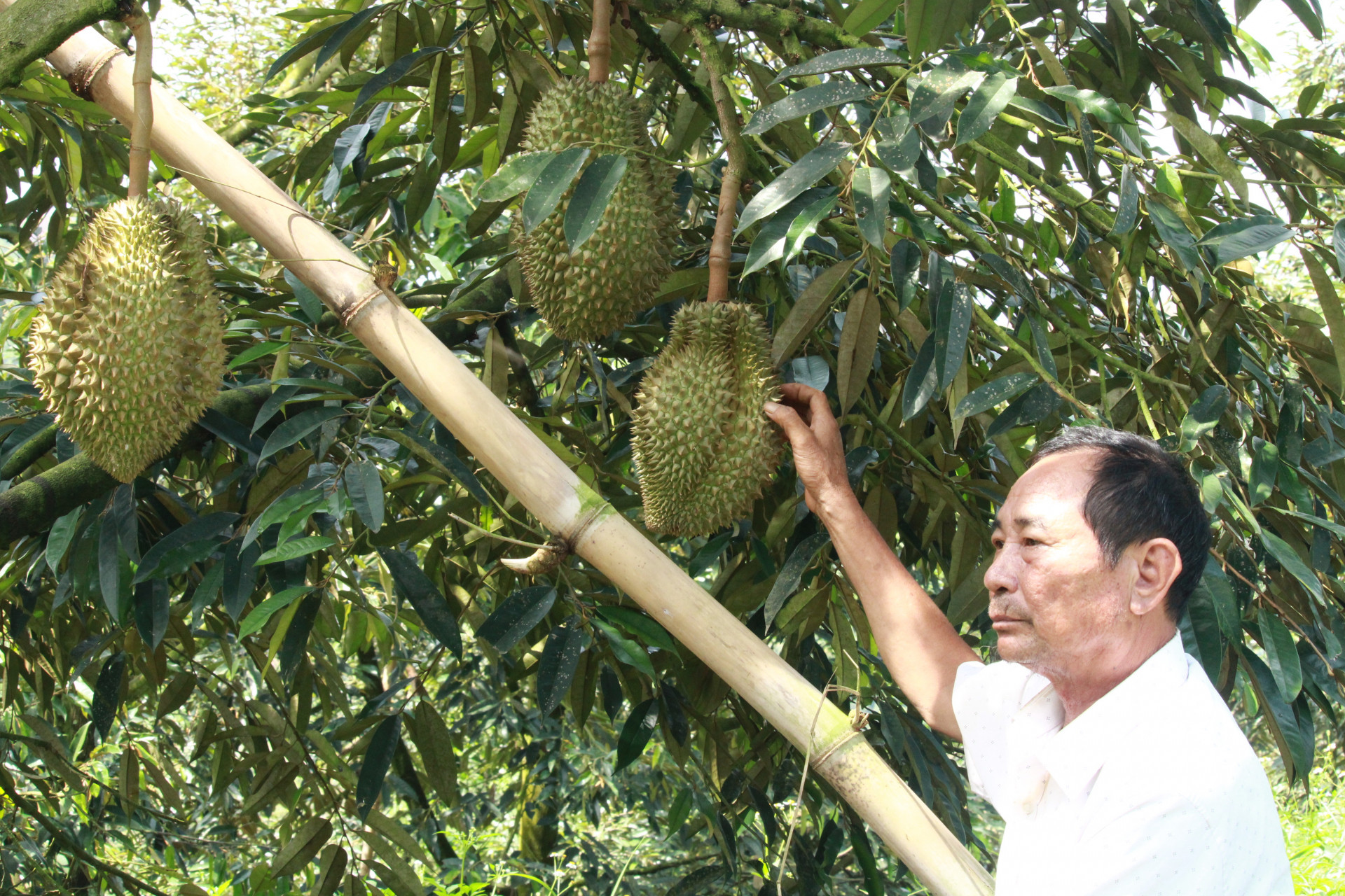 Khánh Hòa: Làm giàu trên vùng đất Khánh Sơn