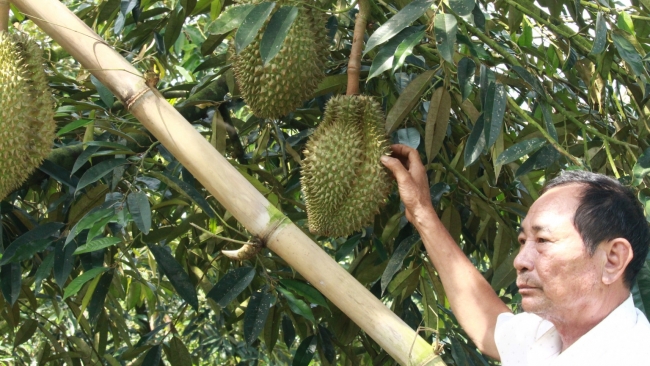 Khánh Hòa: Làm giàu trên vùng đất Khánh Sơn