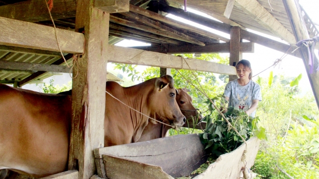 Hà Giang: Vị Xuyên đổi thay từ các Chương trình mục tiêu Quốc gia