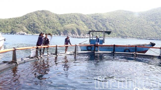 Khánh Hòa: Vươn khơi nuôi biển - Kỳ 1: Thúc đẩy phát triển nuôi biển công nghệ cao