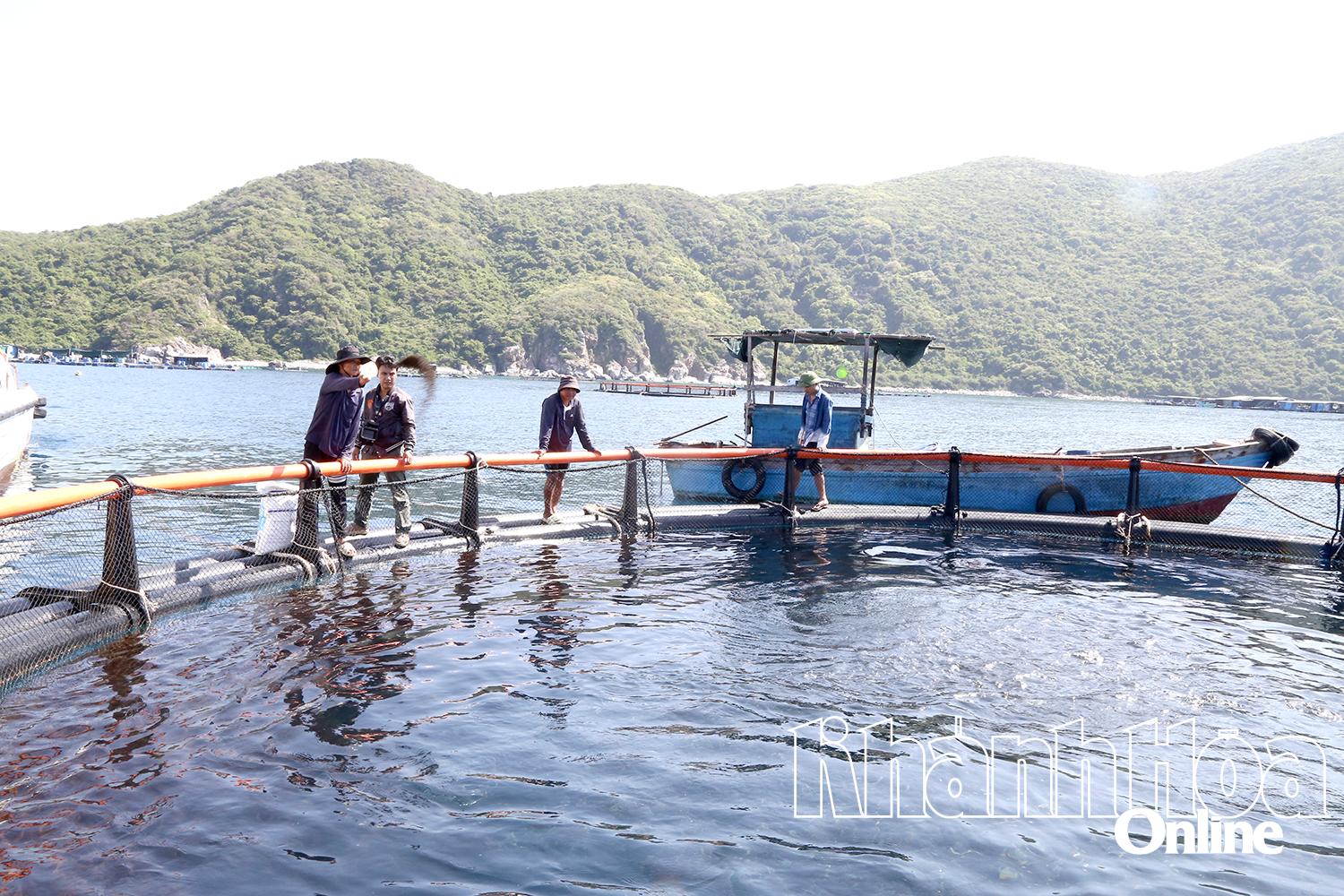 Khánh Hòa: Vươn khơi nuôi biển - Kỳ 1: Thúc đẩy phát triển nuôi biển công nghệ cao