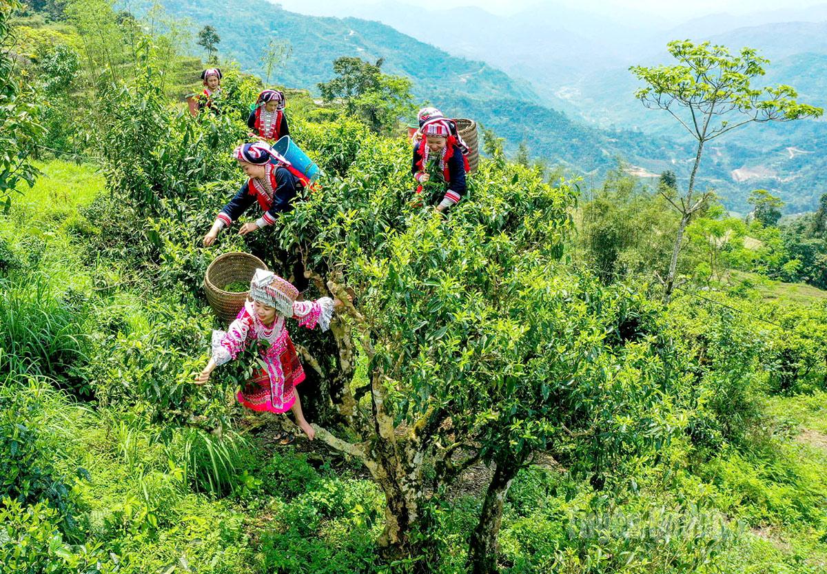 Tuyên Quang: Chuyện chè Shan tuyết - Hơi thở ngàn năm, khát vọng hôm nay
