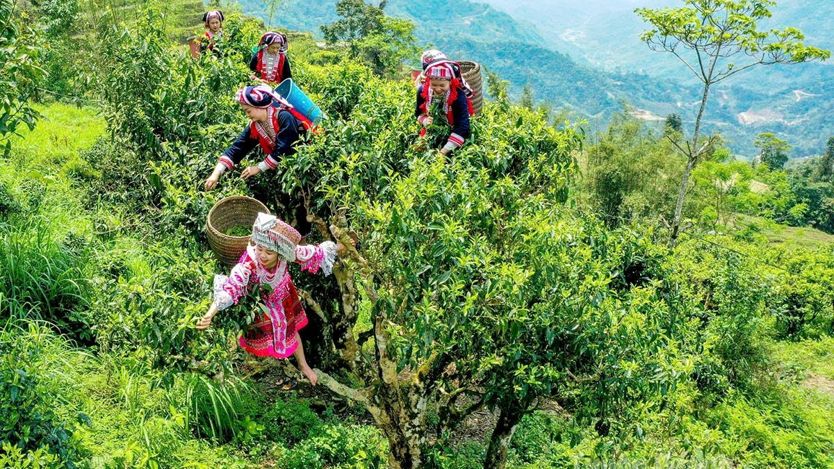 Tuyên Quang: Chuyện chè Shan tuyết - Hơi thở ngàn năm, khát vọng hôm nay