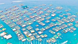Khánh Hòa: Vươn khơi nuôi biển - Kỳ 2:  Mốc son cho ngành nuôi biển Việt Nam