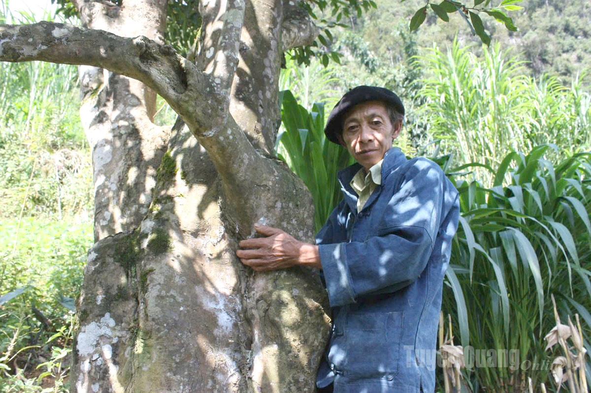 Tuyên Quang: Chuyện chè Shan tuyết - Hơi thở ngàn năm, khát vọng hôm nay