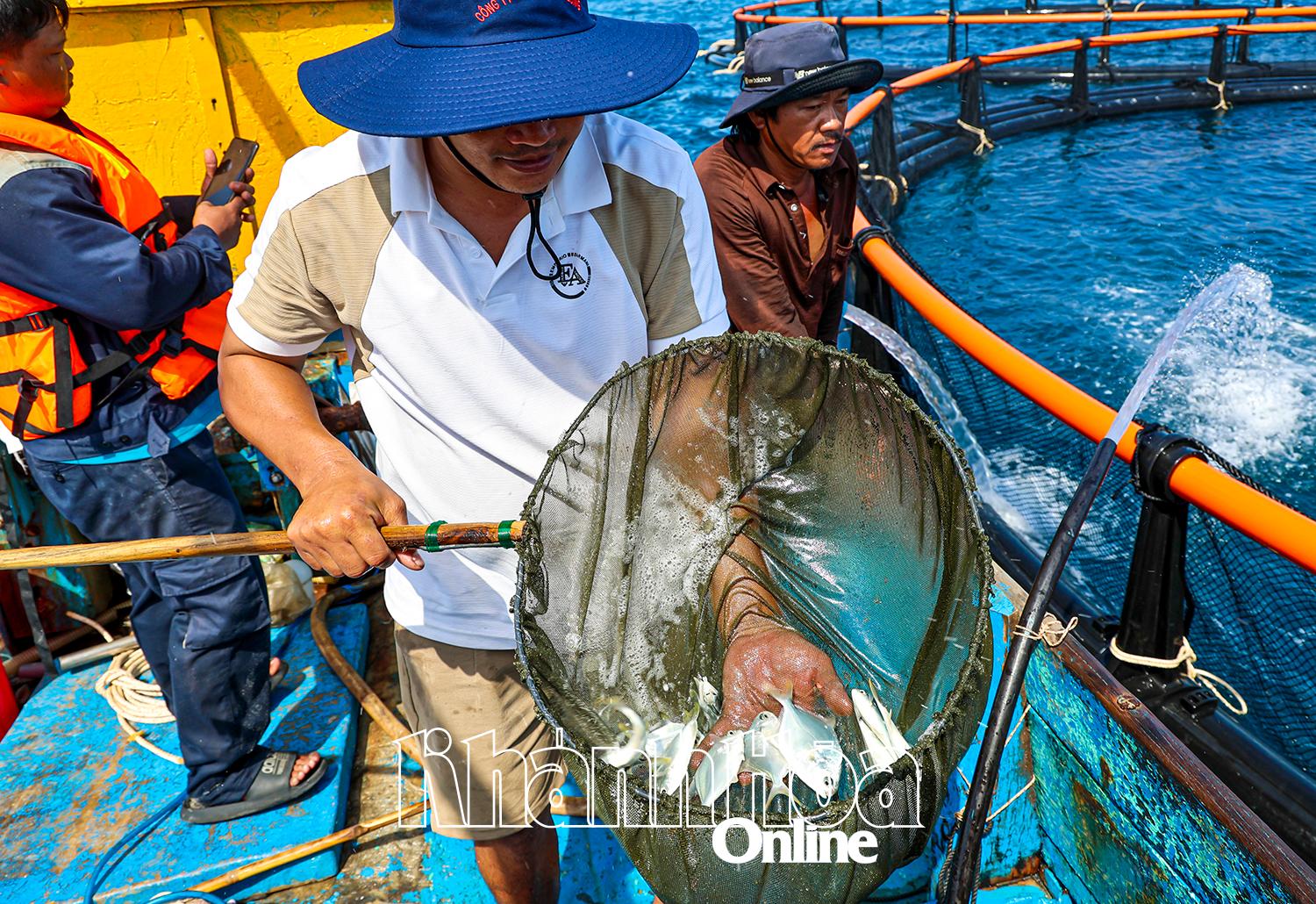 Khánh Hòa: Vươn khơi nuôi biển - Kỳ 2:  Mốc son cho ngành nuôi biển Việt Nam