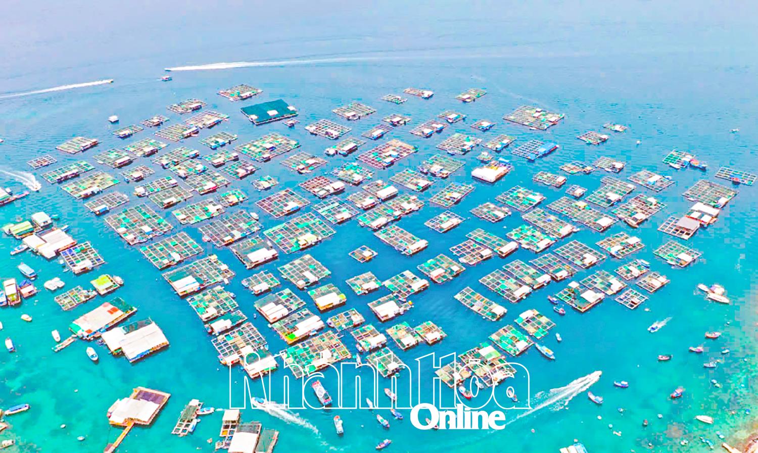 Khánh Hòa: Vươn khơi nuôi biển - Kỳ 2:  Mốc son cho ngành nuôi biển Việt Nam