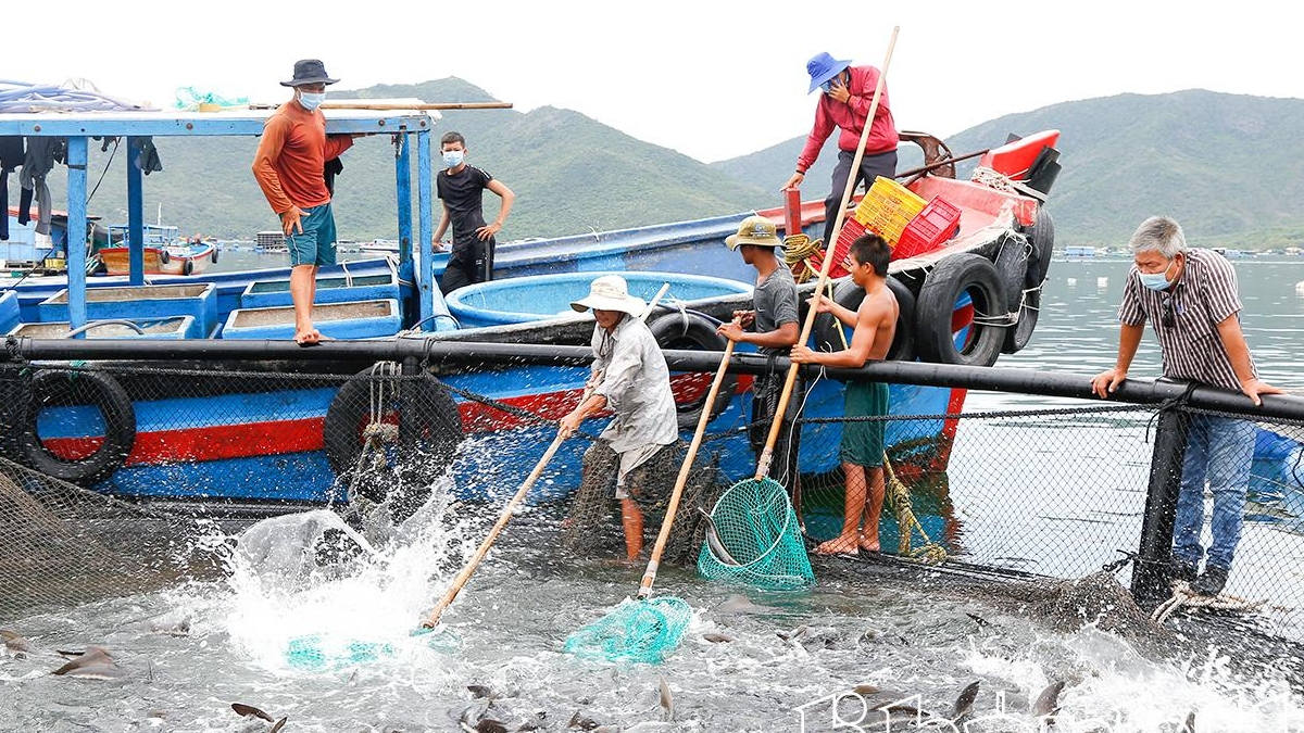 Khánh Hoà: Vươn khơi nuôi biển ​​​​​​​- Kỳ 3: Thách thức của người tiên phong