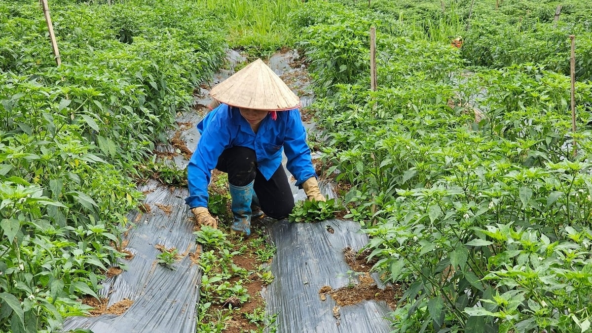 Nông dân Lai Châu phá thế “độc canh” về cây trồng, vật nuôi