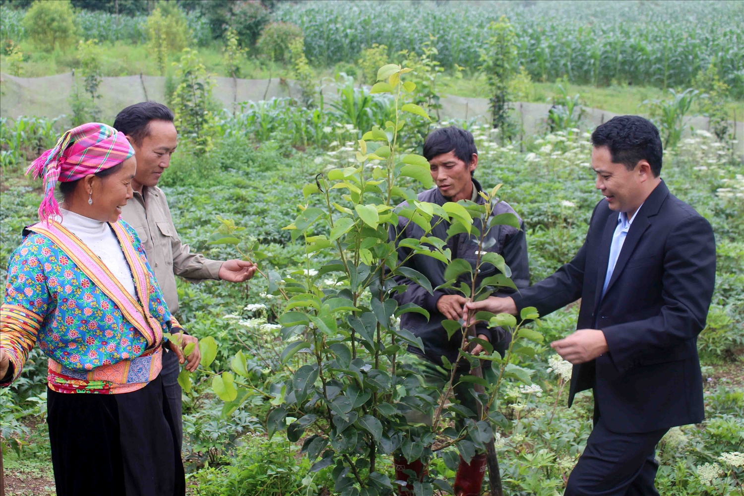 Nông dân Lai Châu phá thế “độc canh” về cây trồng, vật nuôi