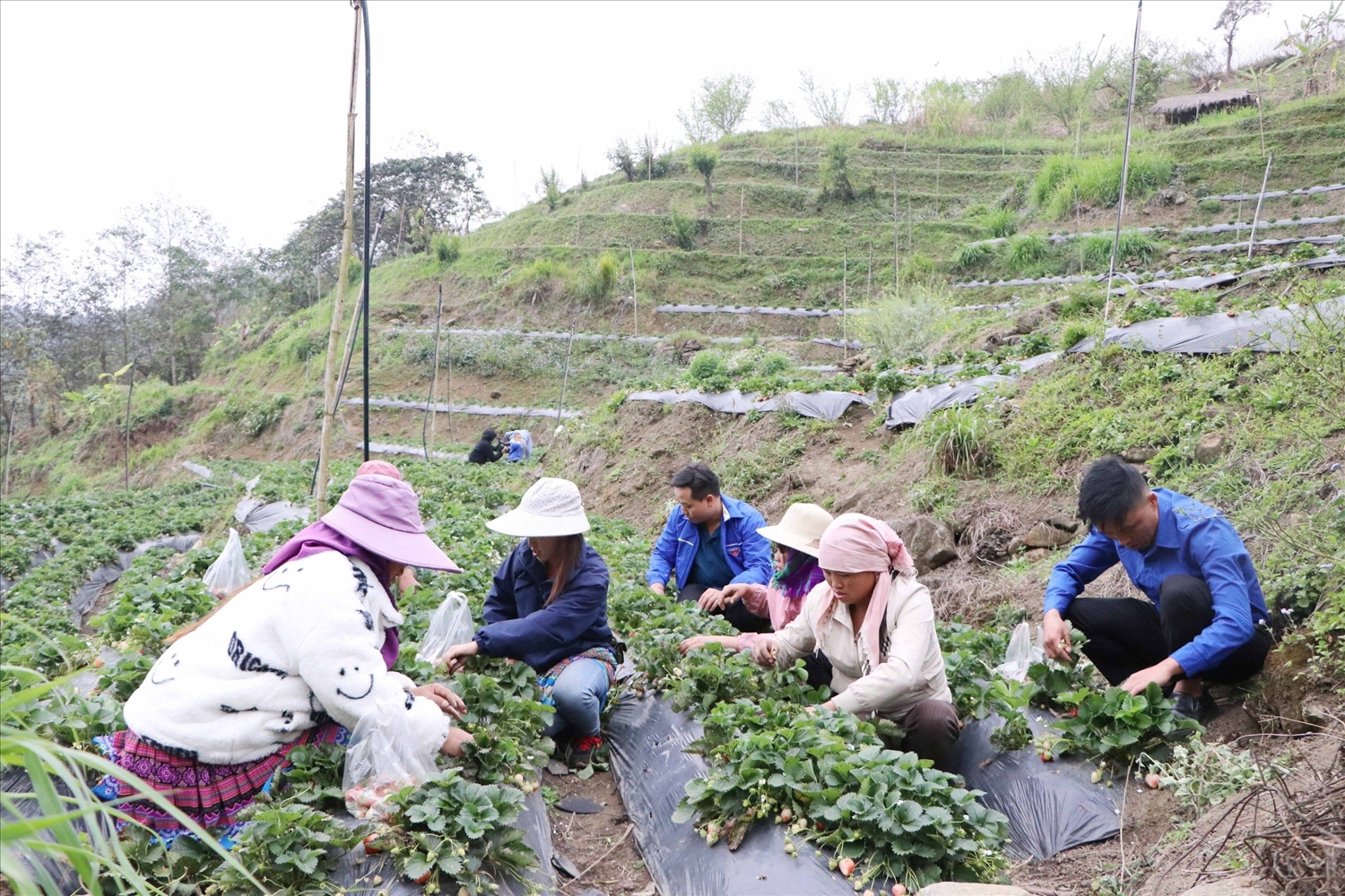 Nông dân Lai Châu phá thế “độc canh” về cây trồng, vật nuôi
