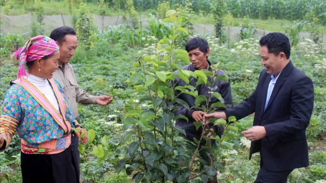 Nông dân Lai Châu phá thế “độc canh” về cây trồng, vật nuôi