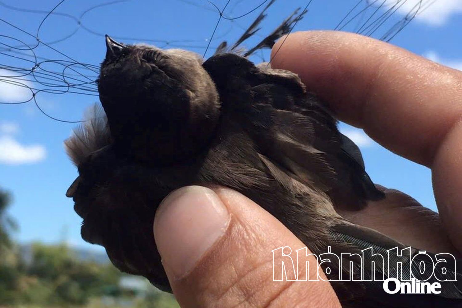 Khánh Hòa: Quyết liệt bảo vệ quần thể chim yến - Kỳ 1: Tài nguyên quý giá và mối nguy rình rập