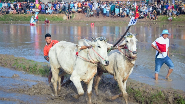 An Giang: Hội đua bò Bảy Núi năm 2025 sẽ diễn ra vào ngày 20/9