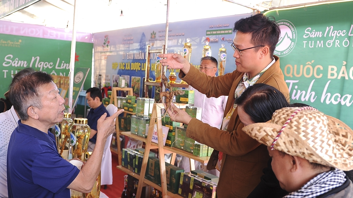 Người Xơ Đăng bảo tồn giống sâm quý trên đỉnh Ngọc Linh