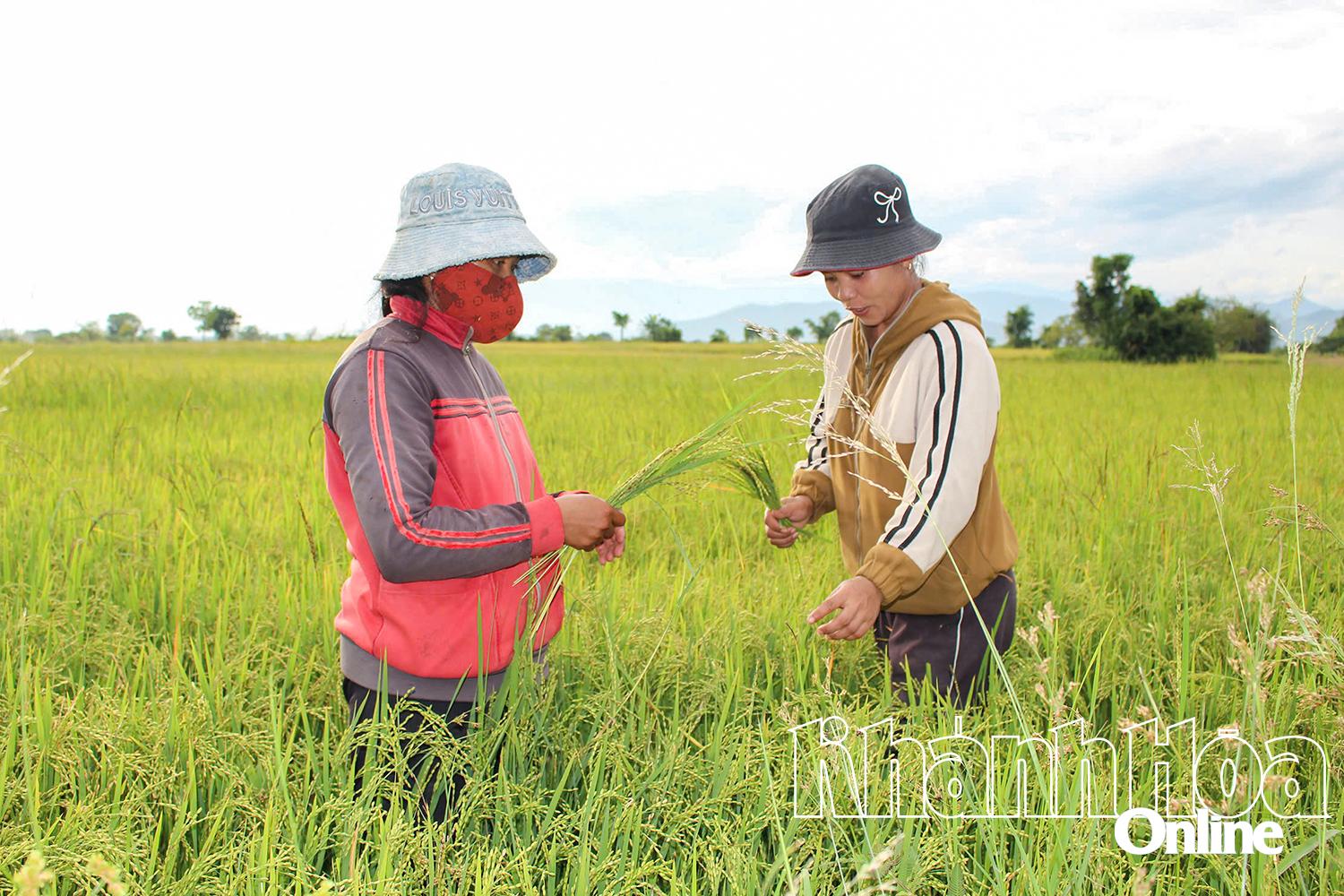 Khánh Hòa: Nỗ lực xây dựng thương hiệu cho nông sản miền núi
