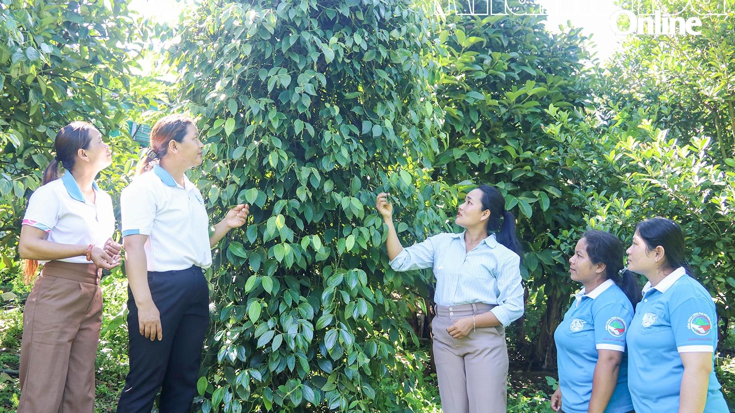 Khánh Hòa: Nâng tầm nông sản địa phương
