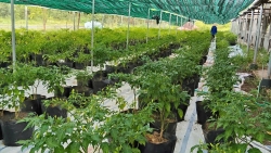 Đưa cây mọc hoang dại thành sản phẩm OCOP