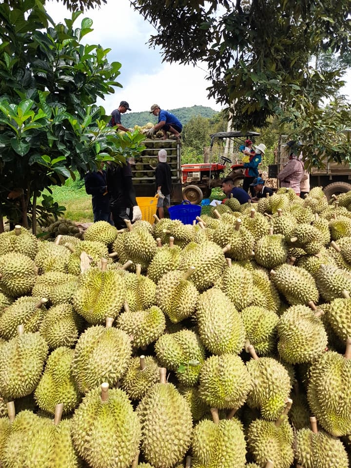 Trái sầu riêng thành “trái vàng, trái bạc”
