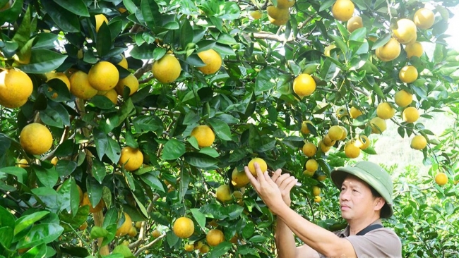 Tuyên Quang: Kết hợp nông nghiệp hữu cơ với du lịch