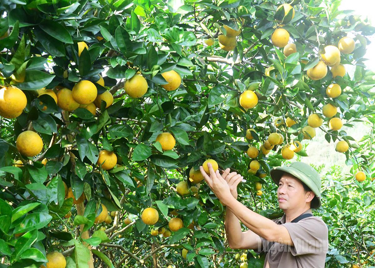 Tuyên Quang: Kết hợp nông nghiệp hữu cơ với du lịch