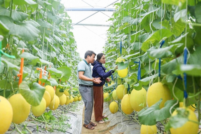 Khánh Hòa: Sản xuất nông sản hữu cơ và tuần hoàn
