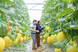Khánh Hòa: Sản xuất nông sản hữu cơ và tuần hoàn