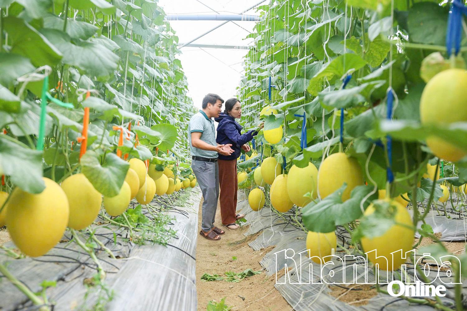 Khánh Hòa: Sản xuất nông sản hữu cơ và tuần hoàn