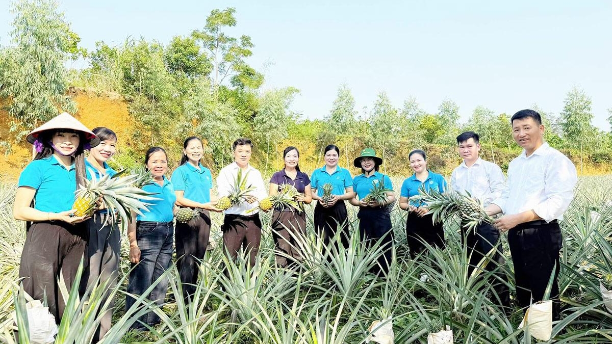 Tuyên Quang: Nhân rộng cánh đồng dứa