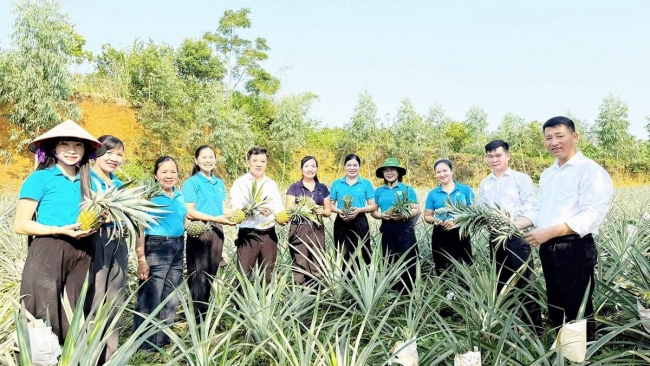 Tuyên Quang: Nhân rộng cánh đồng dứa
