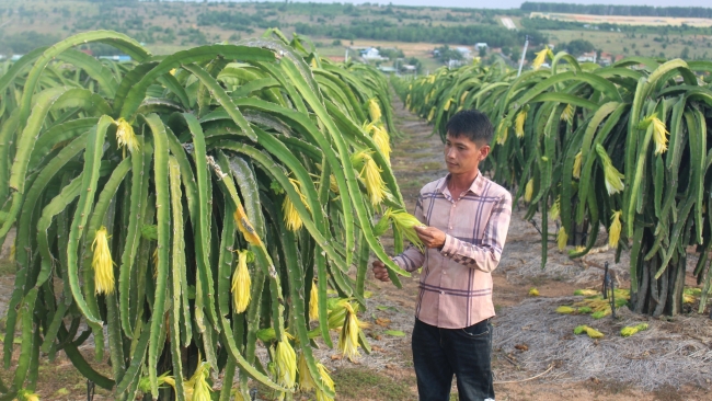 Lâm Đồng: Xu hướng nông nghiệp hữu cơ ở Lâm Đồng